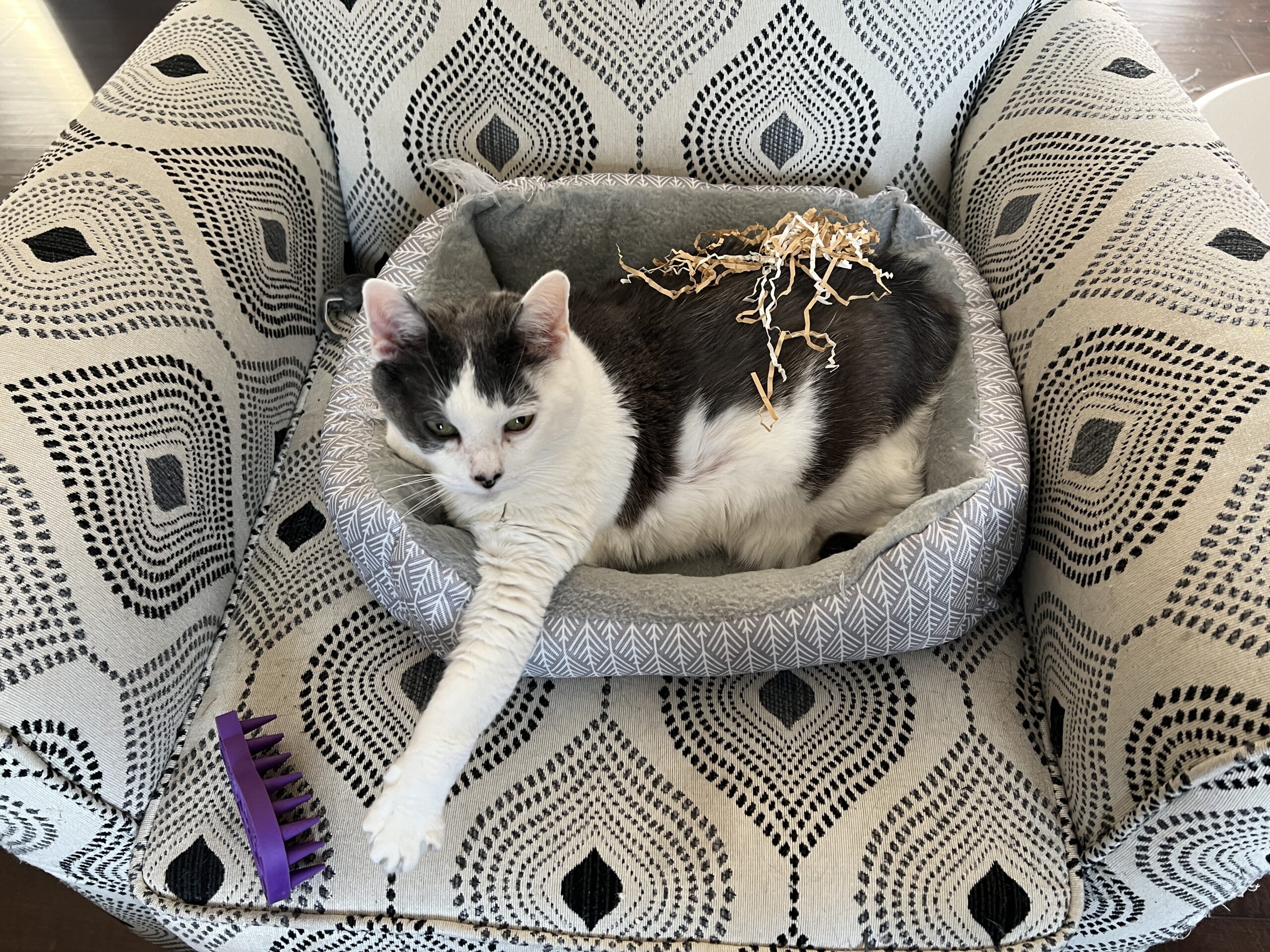 gray and white adult cat stretching in their cat bed